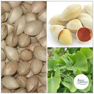 Bạch Quả khô 1KG - FG113