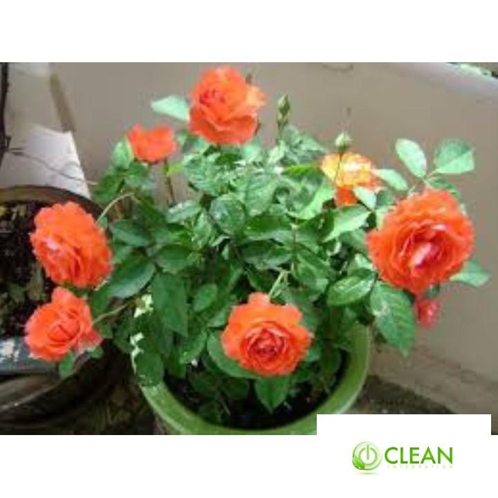 Gói 30 Hạt Giống Hồng Lùn Siêu Hoa Mix Màu