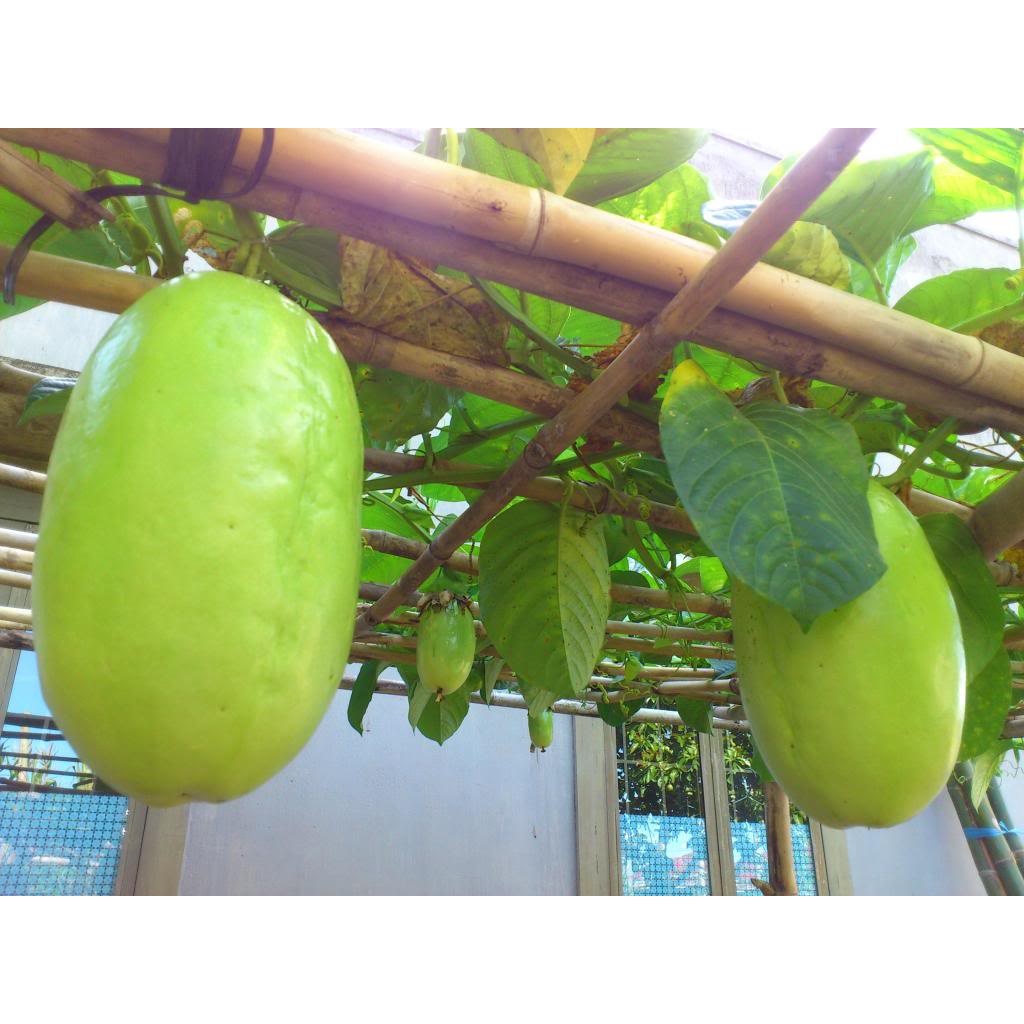 Hạt giống dưa tây siêu quả F1