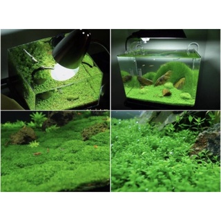 Cây Trân Châu Nhật - cây thủy sinh trãi nền - dễ trồng