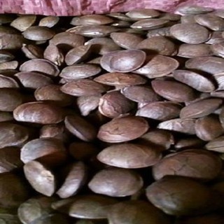 Hạt sachi rang chín ăn liền 500g