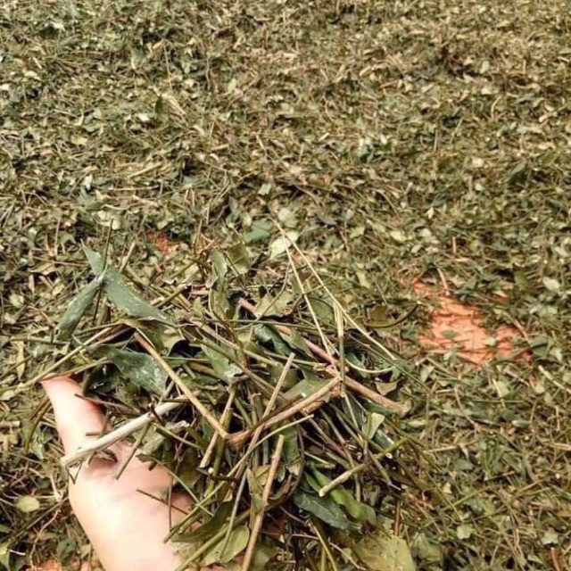 1kg chè vằng sẻ Nghệ An