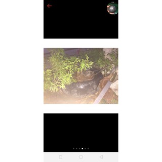 cây giống đinh lăng lá nhỏ
