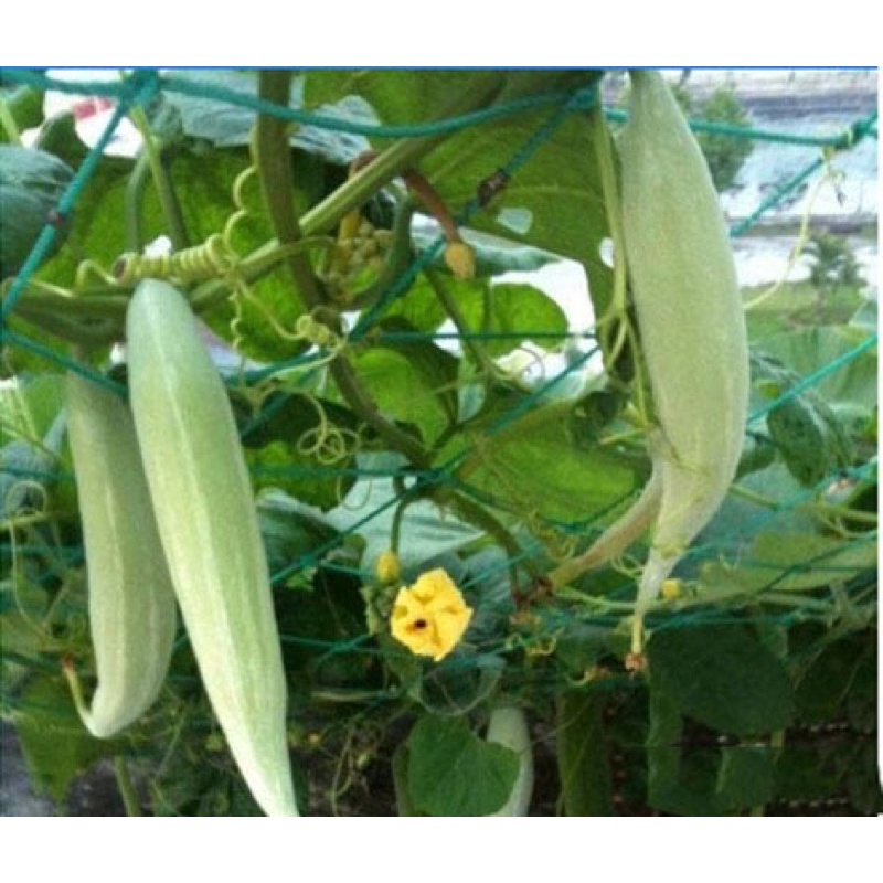 Hạt giống khổ qua Tây (lặc lày, mướp Nhật) chuẩn F1