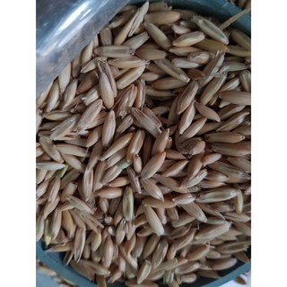 Hạt yến mạch cho vẹt gói 500g - 1kg