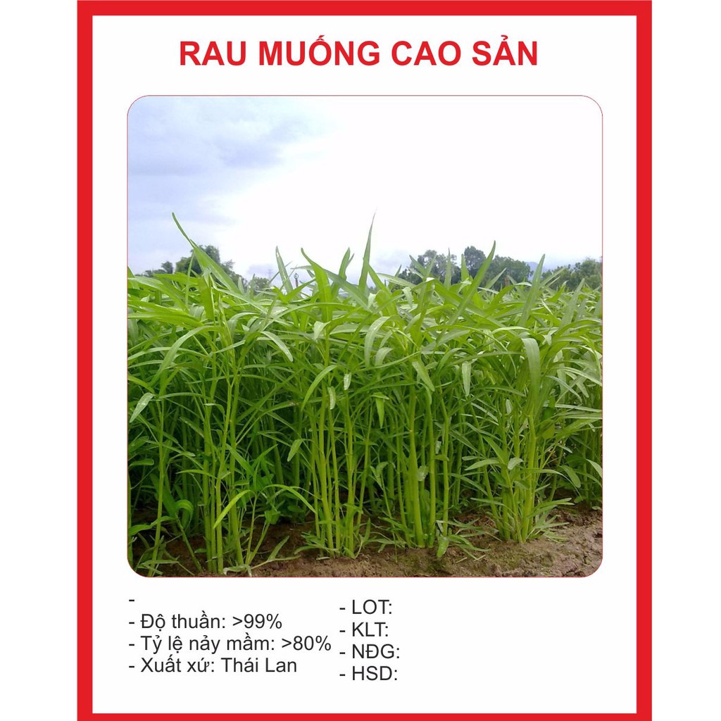 hạt giống cây rau muống cao sản 50gr