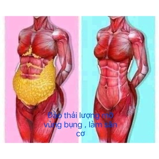 Kem Tan Mỡ SEA (SLIM BODY CREAM)