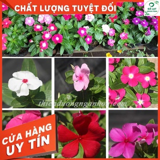 🌺50h - hạt giống hoa dừa cạn mix màu 🌺