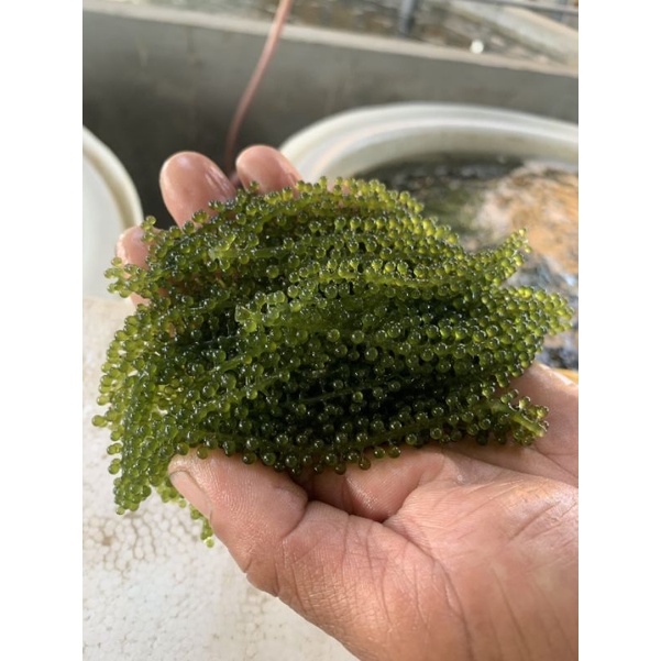 Rong nho tươi 1kg-