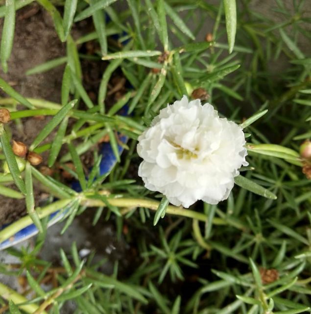 hoangmomk