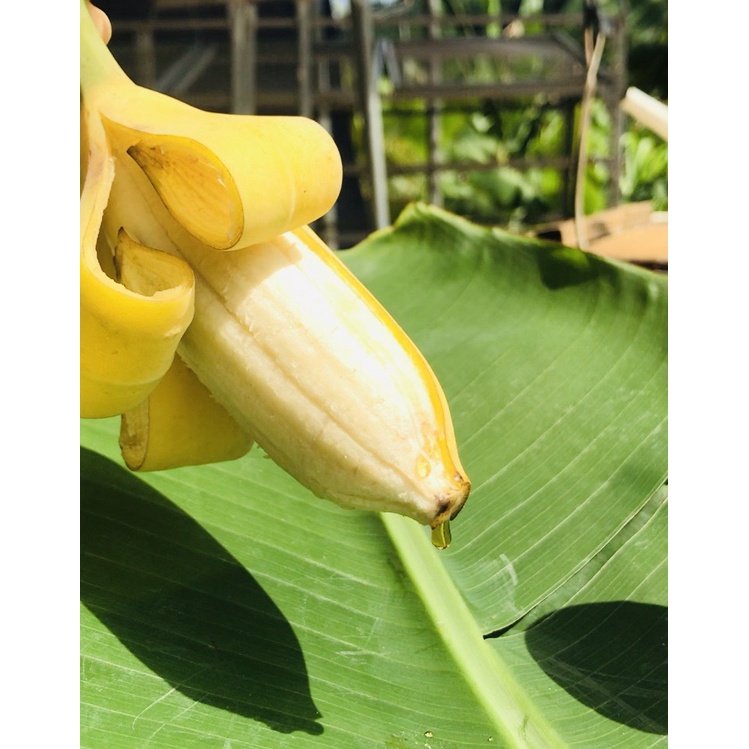 Mật Chuối Tabai An Hòa Farm loại 1 năm nguyên chất 100% đặc sản Khánh Hòa HSD 24 tháng
