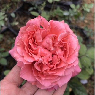 Cây hồng For Your Home rose
