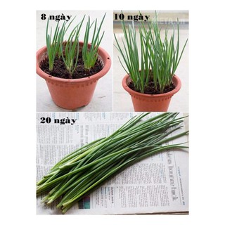 Hạt giống hành lá 1gr/ gói dễ trồng (nên trồng với đất Tribat)