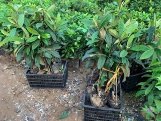 Cây giống nhót nhật (biwa)