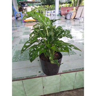 Trầu bà lỗ