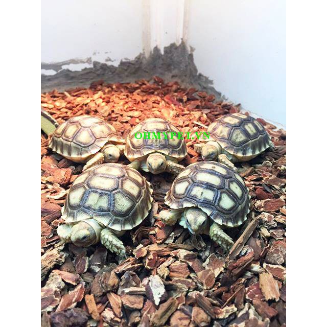 Gỗ lót chuồng cho bò sát ReptiBark    nền hoàn hảo cho các loài bò sát yêu thích độ ẩm