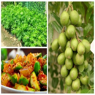 Cây giống cóc Thái siêu quả