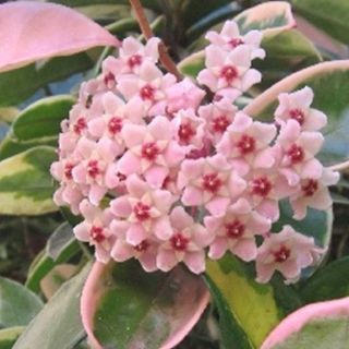 Cẩm cù lá cẩm thạch đủ size
