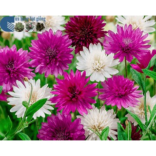 Hạt giống hoa Cúc Xeran