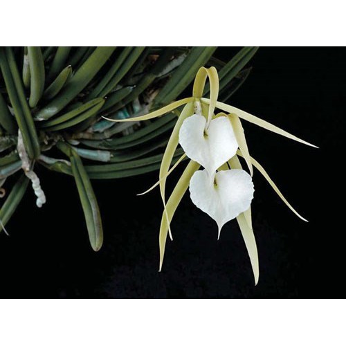 Chậu cây lan Brass - Nữ Hoàng Bóng Đêm  hoa TRẮNG - Trang Orchids