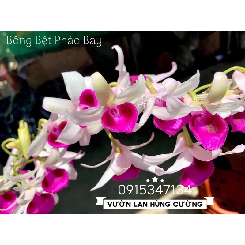 PHI ĐIỆP MẶT HOA CỰC ĐẸP ĐÁNG SƯU TẦM HOA XỔ CHÍNH CHỦ TẠI VƯỜN