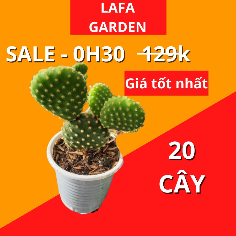 Cây xương rồng tai thỏ đẹp 20 cây bầu (8x8cm) có màu vàng đặt  trên bàn làm việc