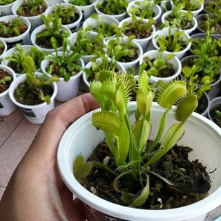 15 Hạt giống hoa Cây ăn thịt (bẫy kẹp) 