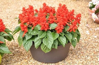 Hạt giống hoa sắc pháo