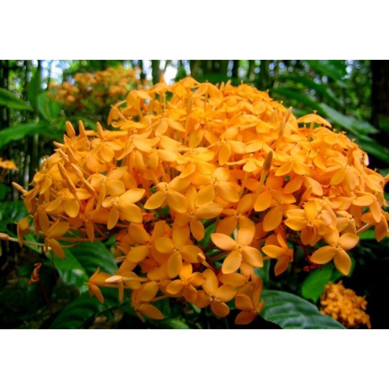 bông trang vàng cam lá lớn ( cây giống)