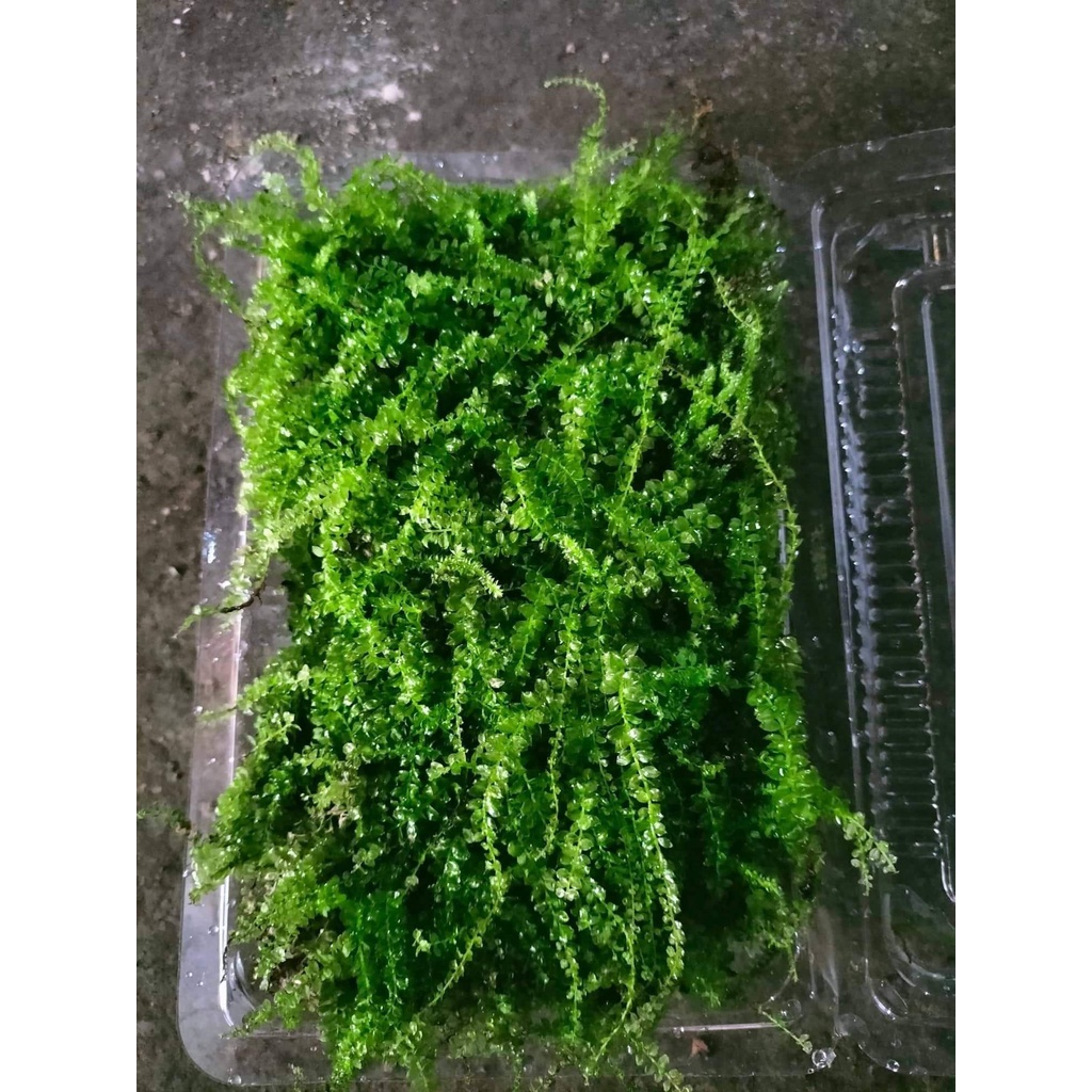 Rêu xạ hương, làm bán cạn, terrarium.