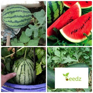 Gói 20 hạt giống dưa hấu khổng lồ VINMARK HẠT GIỐNG