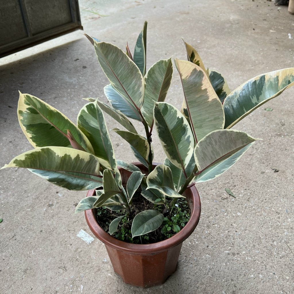 Cây đa cẩm thạch cao 30cm, cây cảnh phong thủy trồng nội thất để bàn, mang đến thịnh vượng trường tồn