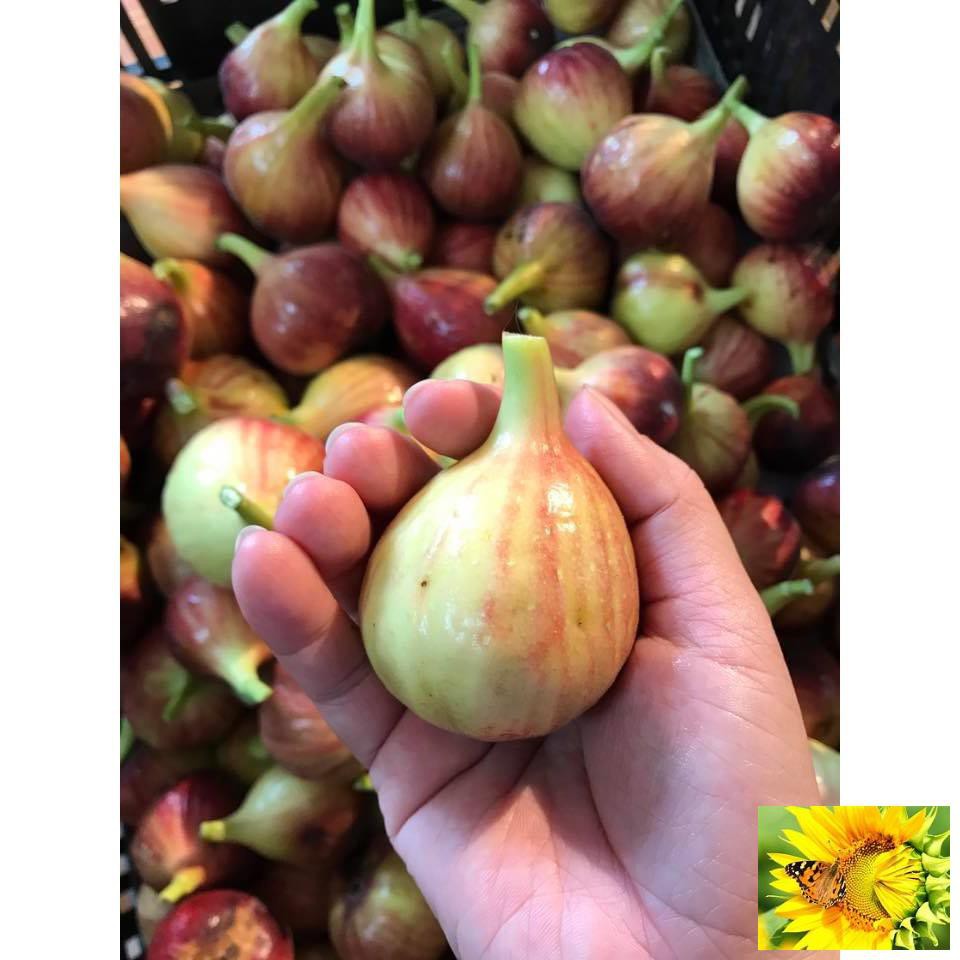 Hạt giống Sung Mỹ