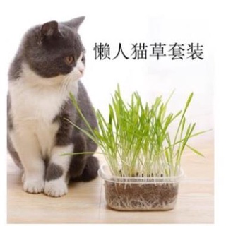 Hạt giống cỏ mèo cao cấp 100gr