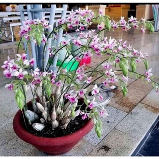 Củ hoa lan bầu rượu (củ nhỏ)