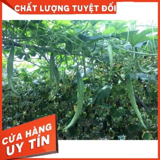 HẠT GIỐNG LẶC LÈ THÁI LAN