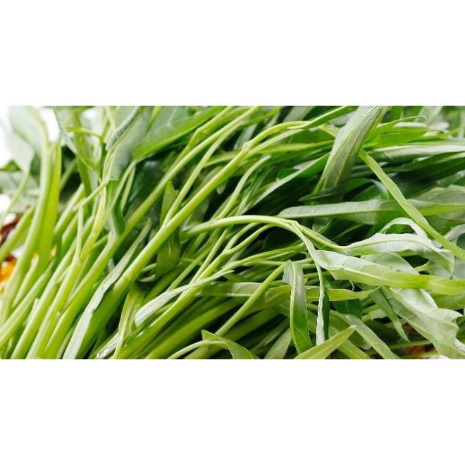Hạt giống rau muống lá lớn Rado 13 (50gr) hạt giống chắc khỏe, tỉ lệ nẩy mầm >98% (Vườn Sài Gòn - Vuon Sai Gon)