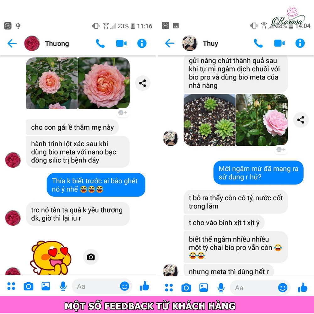 Chế phẩm sinh học nấm xanh metarhizium ngăn sùng đất, bọ cánh cứng, rệp rầy, sâu ở cây cảnh, hoa hồng, lan, giấy ROSAVA