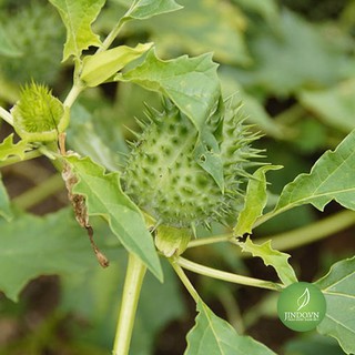 1KG Cà độc dược - Bí kíp điều trị hen suyễn, đau thần kinh tọa cực hat ND281 cadocduoc