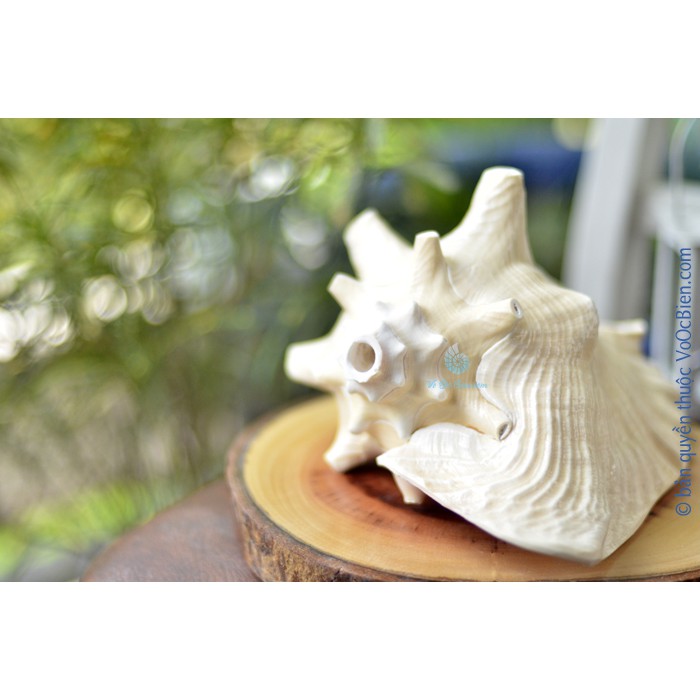 Kèn tù và – ốc bẹ hồng