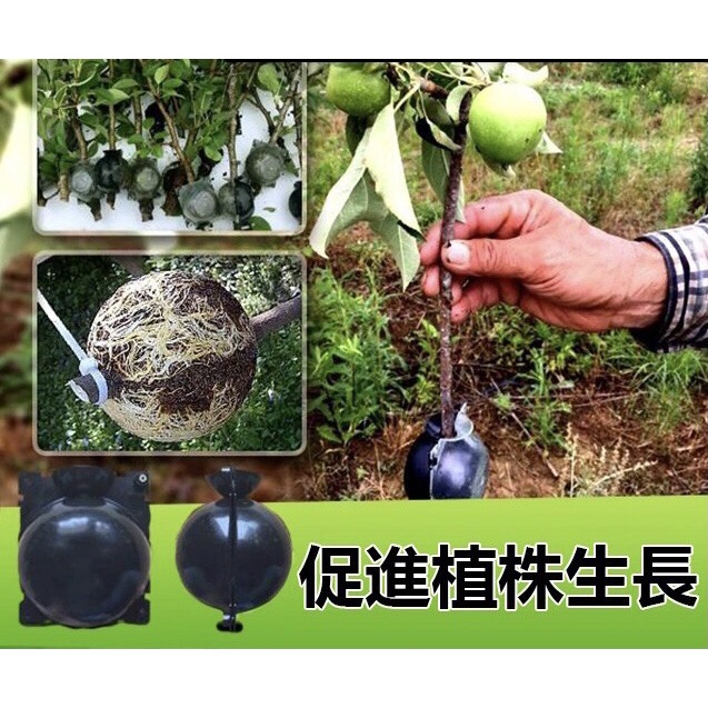 10 BẦU TRIẾT CÀNH HỘP NUÔI RỄ