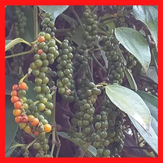 Hạt tiêu đen đăk lăk vị cay,thơm nồng -500g