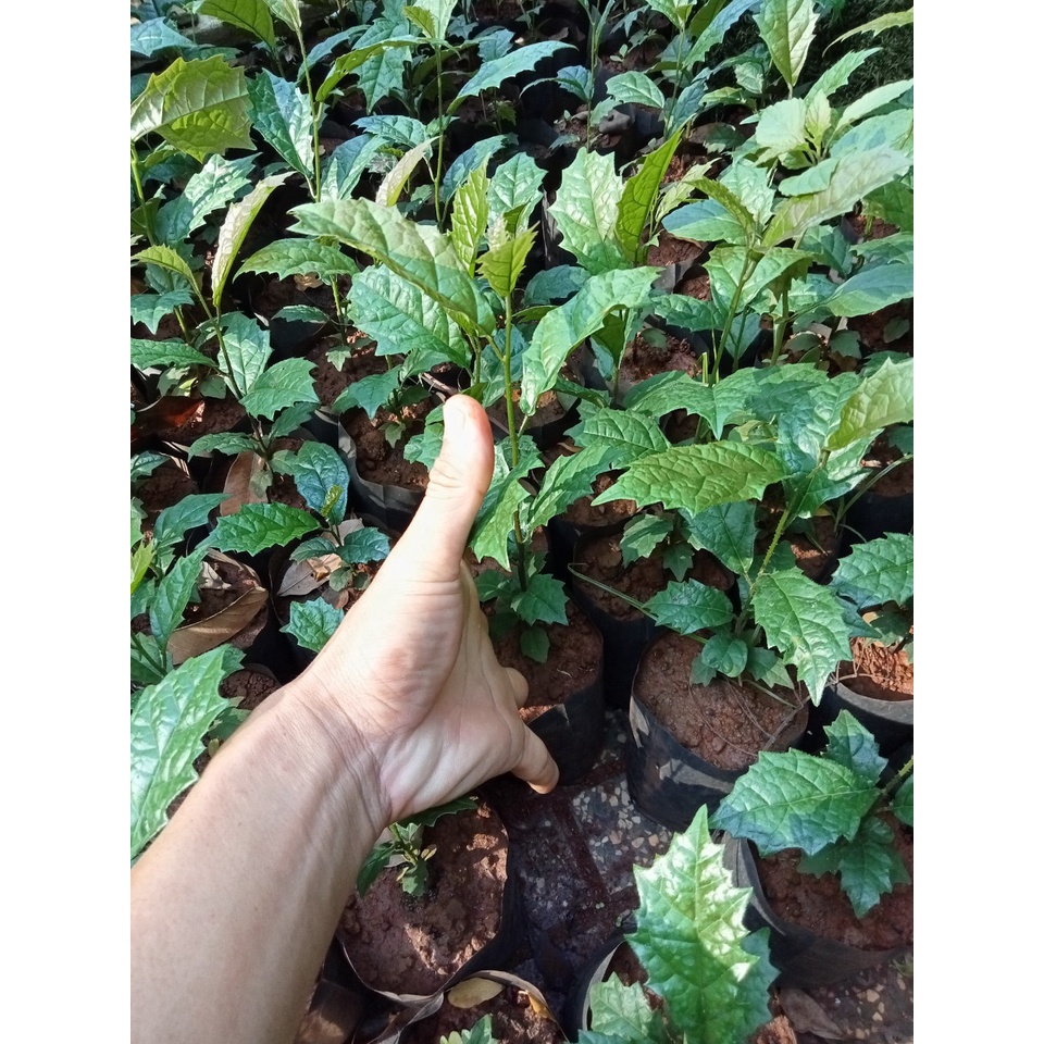Cây xạ đen, thảo dược hỗ trợ người bị ung thư