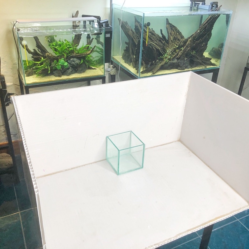 Hồ Cá Cubic 10 Nuôi Cá Betta D10xR10xC10cm