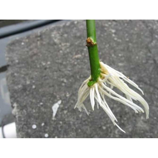 Siêu kích rễ EXOTIC 100ml hàng thái lan