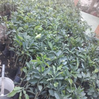 Buoi  ruột do không hạt (Thái Lan)