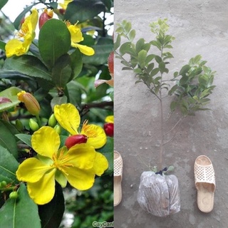 Cây hoa mai tứ quý cao 90 1m