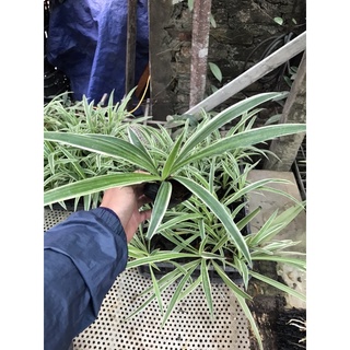 cây cỏ lan chi, cây cỏ chỉ
