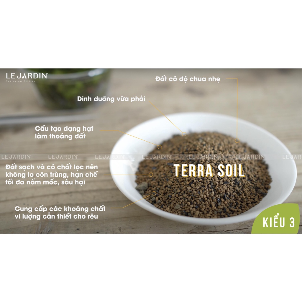 9 loại Bonsai mini, bonsai terrarium, bonsai giống hiếm, bonsai nhỏ hơn 10cm - Setup tiểu cảnh bán cạn terraiurms
