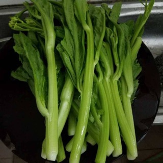 Nguyên gói 1000 hạt giống ngồng cải đắng